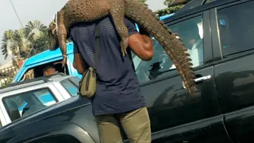 Man seen selling crocodile in daytime traffic